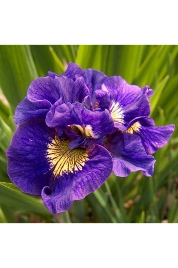 İlay Fidancılık Çift Renk Sarı Damarlı Iris Süsen Çiçegk Soganı - Image 1