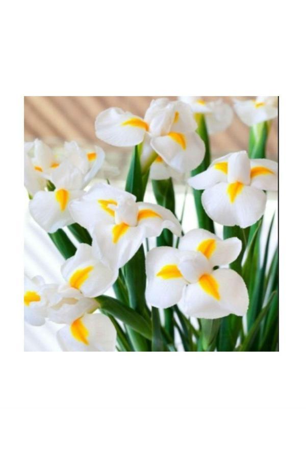 Vipfoni Golden Beauty Iris Süsen Soğanı - 5 Adet - Image 1