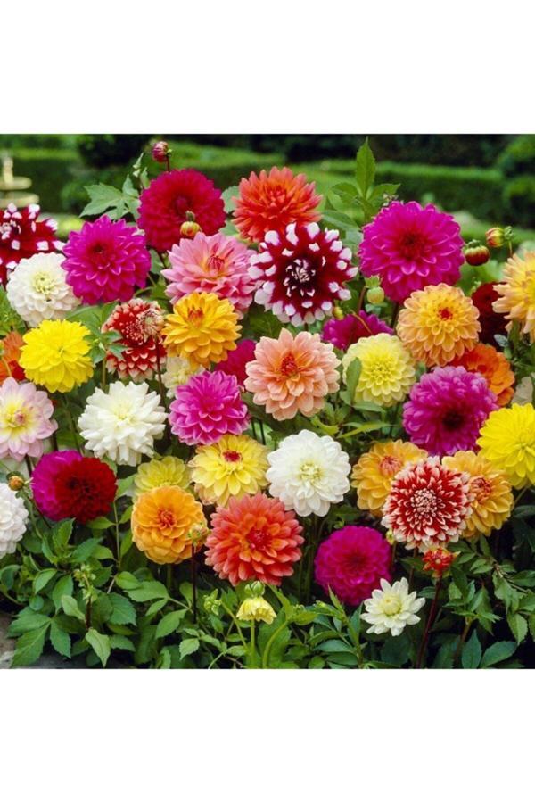 Gardenya Tohumculuk Karışık Yıldız Dahlia Çiçek Soğanı 4 Adet - Image 1