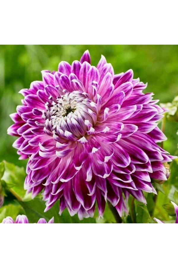 İlay Fidancılık Mor Beyaz Kenarlı Dahlia Yıldız Çiçegi Soganı (2Adet) - Image 1