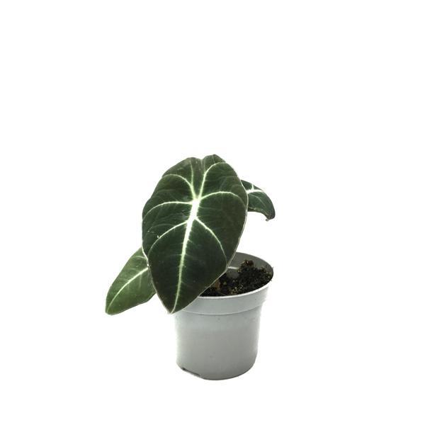 Alocasia Reginula 'Black Velvet' (Fil Kulağı) - Image 1