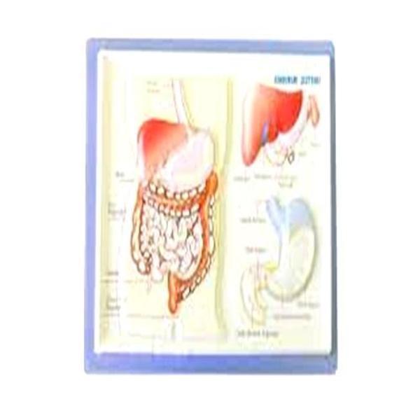 Kabartma A4 Sindirim Sistemi - Image 1