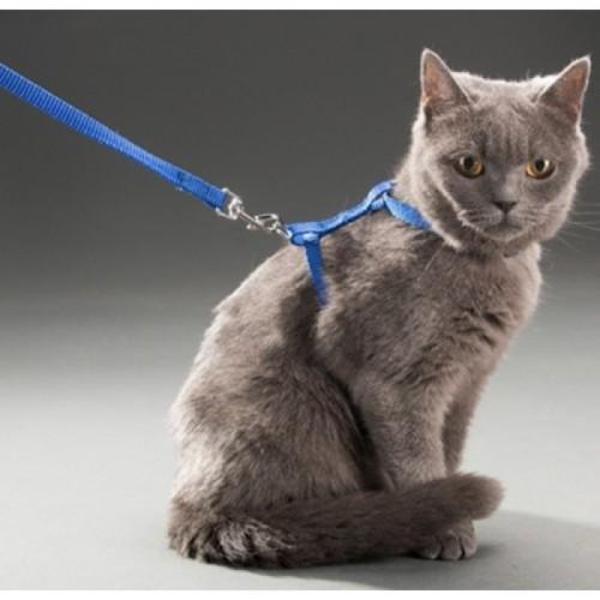 Kedi Boyun ve Göğüs Tasması - Image 1