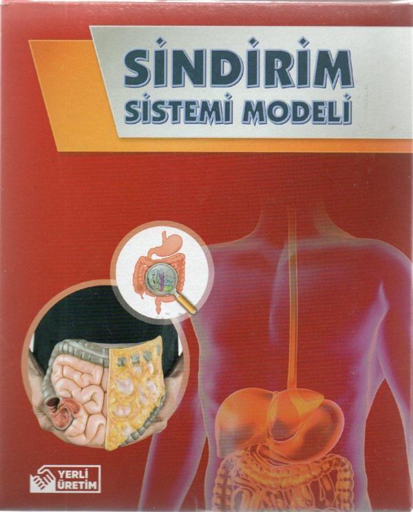 Bozkırlı Sindirim Sistemi Modeli Kutulu - 2 adet - Image 1