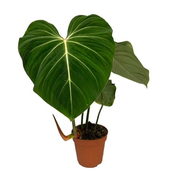 Philodendron Gloriosum 'Green Vein' - Image 1