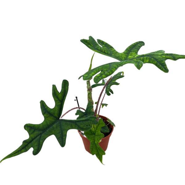 Alocasia Jacklyn (Fil Kulağı) - Image 1
