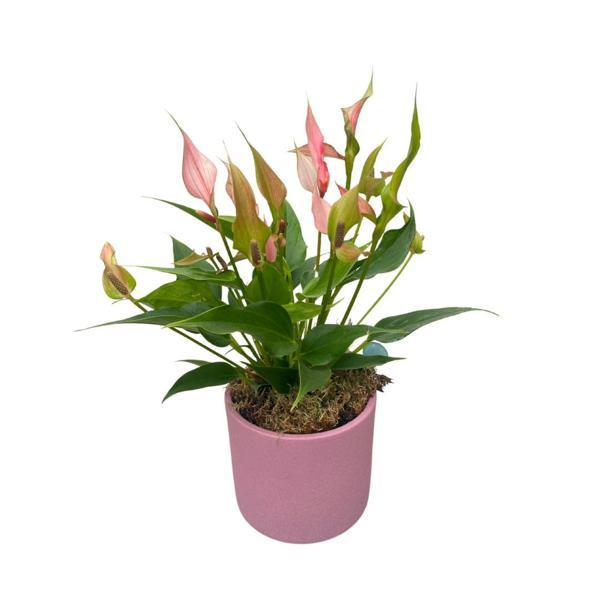 Anthurium Andreanum 'Lilli' (Flamingo Çiçeği) - Image 1