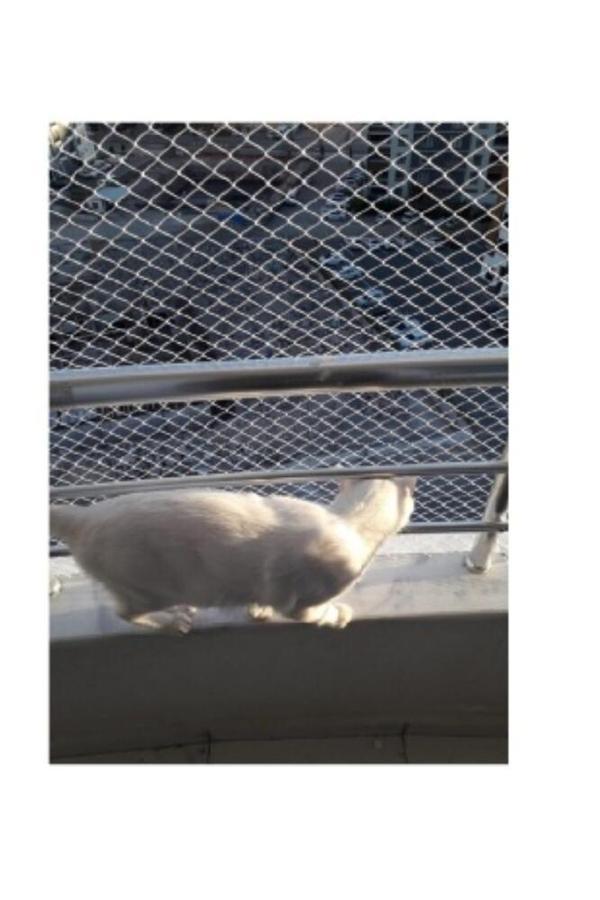 2 X 25 Metre Kedi Koruma Filesi Kedi Filesi Balkon Filesi 1 Mm Kedi Güvenlik Filesi - Image 1