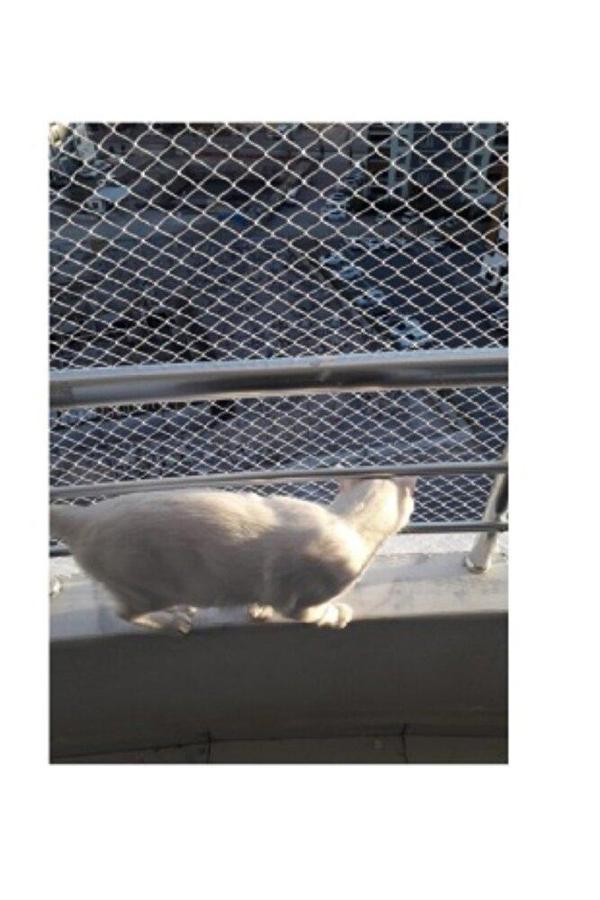 2 X 6 Metre Kedi Koruma Filesi Kedi Filesi Balkon Filesi 1 Mm Kedi Güvenlik Filesi - Image 1