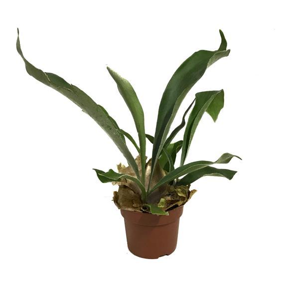 Platycerium Bifurcatum (Geyik Boynuzu) - Image 1