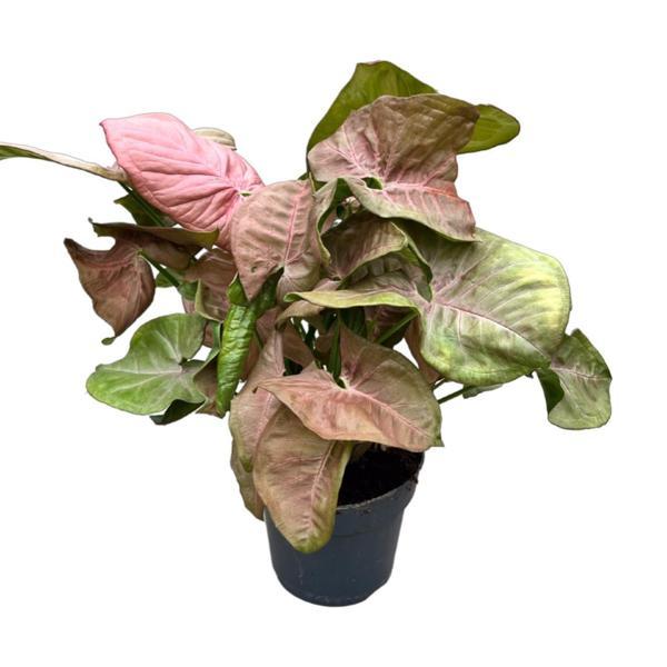 Syngonium Podophyllum 'Pink' (Melek Kanadı Çiçeği) - Image 1