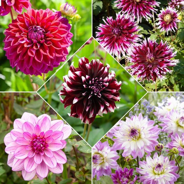 5 adet Mixed Dahlia Iri Karışık Yıldız Çiçeği Yumrusu 5 renk karışık - Image 1