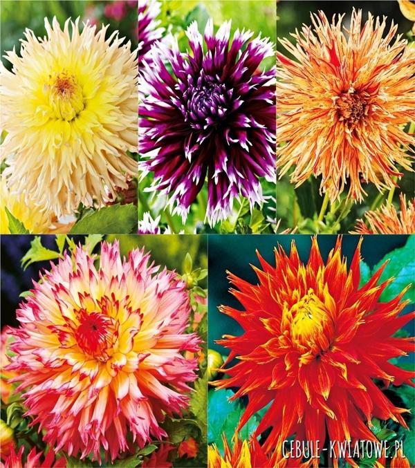 5 adet Mixed Dahlia Iri Karışık Yıldız Çiçeği Yumrusu 5 renk karışık - Image 1