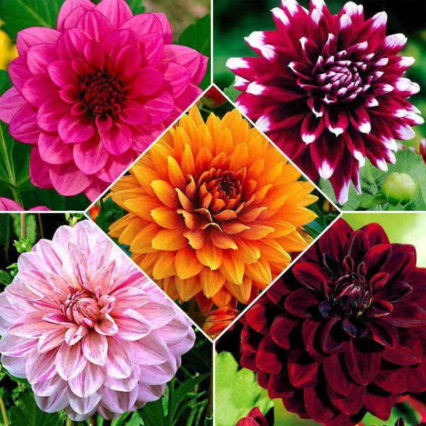 5 adet Mixed Dahlia Iri Karışık Yıldız Çiçeği Yumrusu 5 renk karışık - Image 1