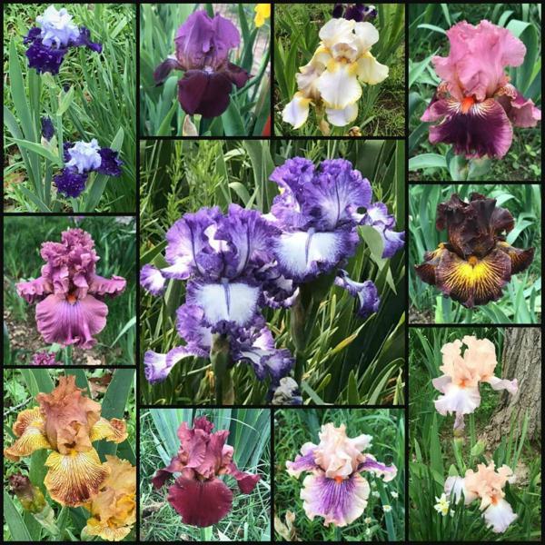 5 adet karışık renk iris süsen soğanı.yeni mahsul 5 renk. çimlenme garantili.. - Image 1