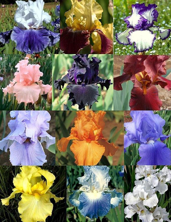 5 adet karışık renk iris süsen soğanı.yeni mahsul 5 renk. çimlenme garantili. - Image 1