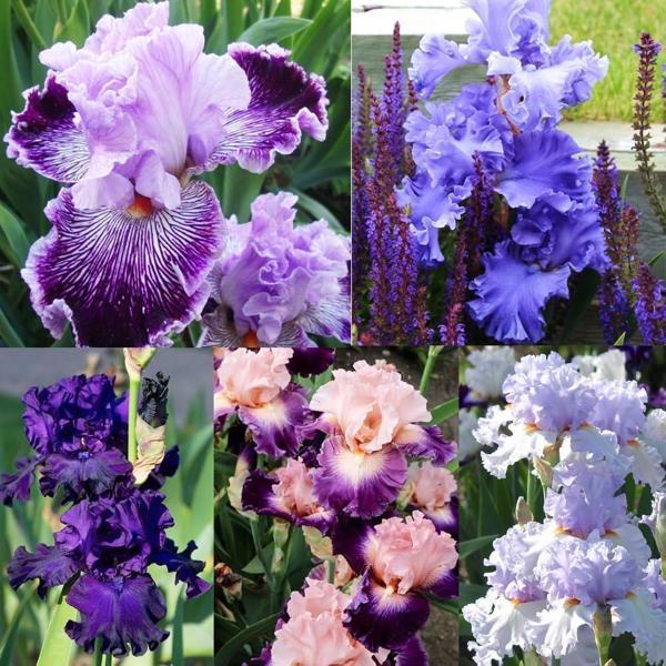 5 adet karışık renk iris süsen soğanı.yeni mahsul 5 renk. çimlenme garantili. - Image 1