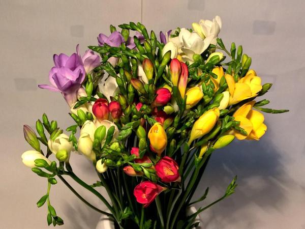 5 ADET Karışık Renk Katmerli Frezya Çiçeği Soğanı .YOĞUN KOKULU YENİ MAHSUL.. - Image 1