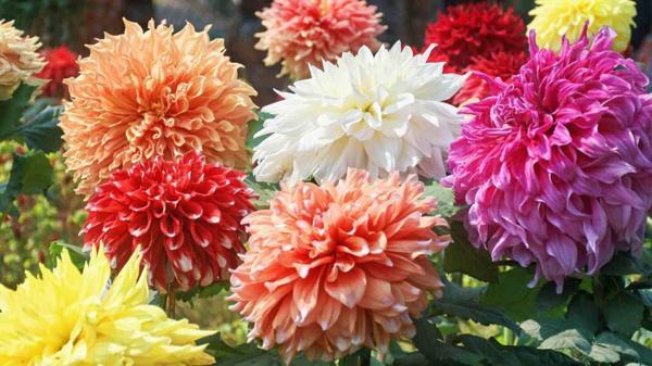 5 adet Kokulu Dev Çiçekli Dahlia Yıldız Çiçeği Yumrusu ,yumru boyu 9 cm .fotodaki renklerin aynısı gelir.. - Image 1