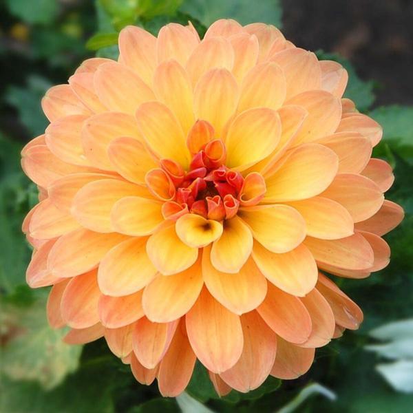 3 adet Kokulu Dev Çiçekli Galaxie Dahlia Yıldız Çiçeği Yumrusu fotodaki rengin aynısı gelir.. - Image 1
