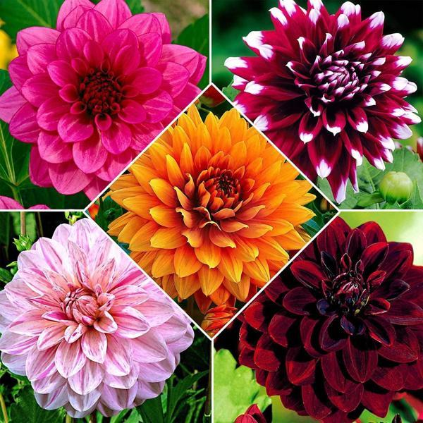 5 adet Kokulu Dev Çiçekli Dahlia Yıldız Çiçeği Yumrusu ,yumru boyu 9 cm .fotodaki renklerin aynısı gelir.. - Image 1
