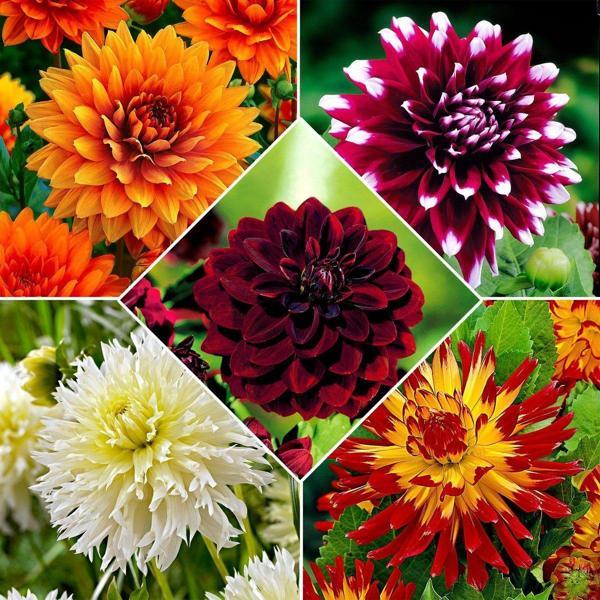 5 adet Kokulu Dev Çiçekli Dahlia Yıldız Çiçeği Yumrusu ,yumru boyu 9 cm .fotodaki renklerin aynısı gelir.. - Image 1