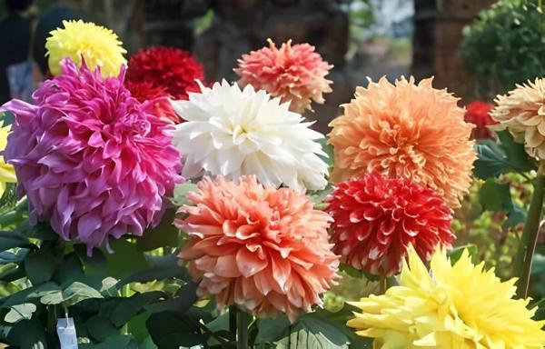 5 adet Kokulu Dev Çiçekli Dahlia Yıldız Çiçeği Yumrusu ,yumru boyu 9 cm .fotodaki renklerin aynısı gelir.. - Image 1