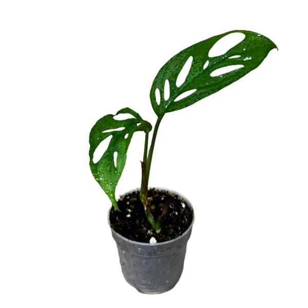 Monstera Adansonii 'Laniata' (Deve Tabanı) - Image 1