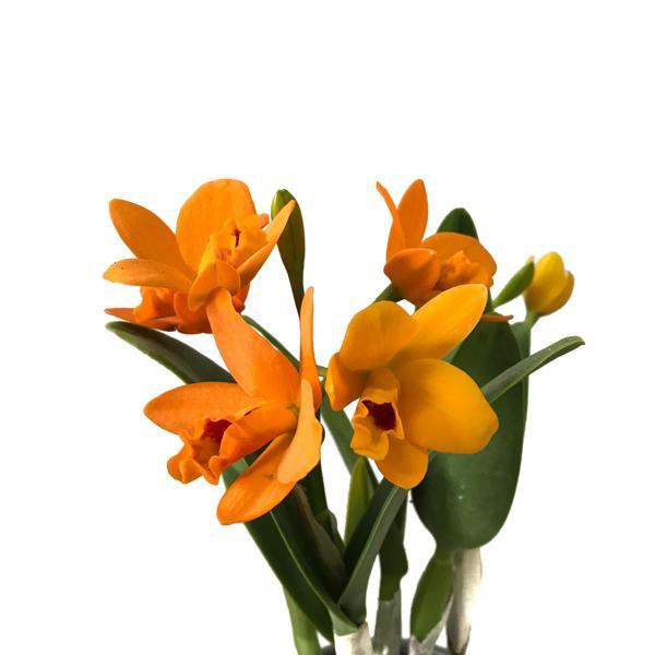 Cattleya Netrasiri 'Starbright' (Orkide) - Image 1