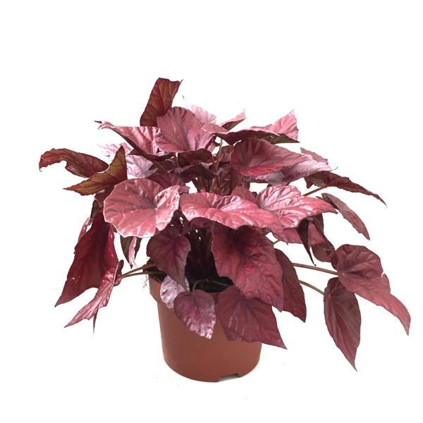 Begonia Rex 'Inca Flame' (Begonya) - Image 1
