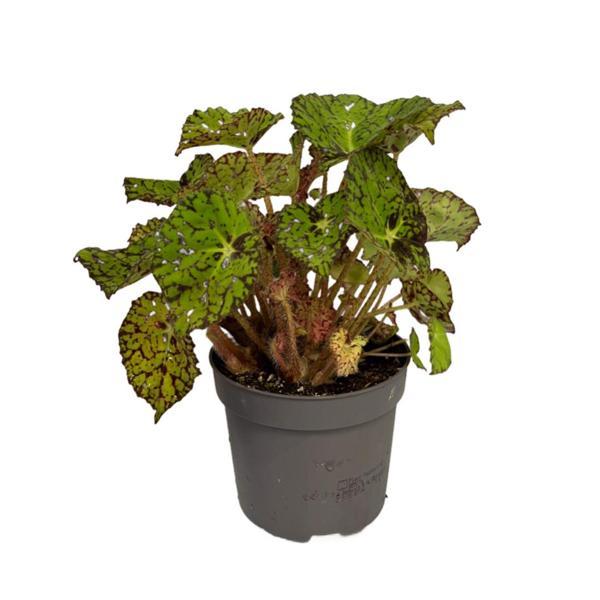 Begonia Froggy (Begonya) - Image 1