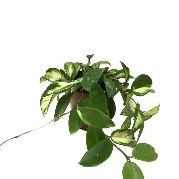 Hoya Carnosa 'Krimson Princess' (Mum Çiçeği) - Image 1