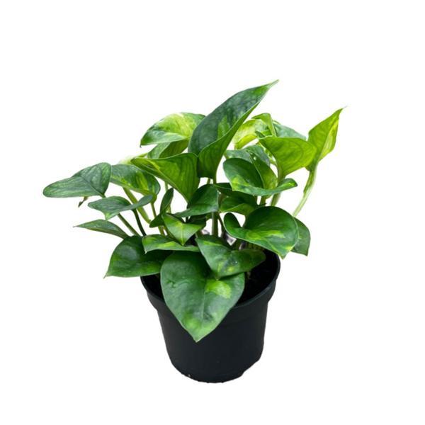 Epipremnum 'Global Green' (Salon Sarmaşığı) - Image 1