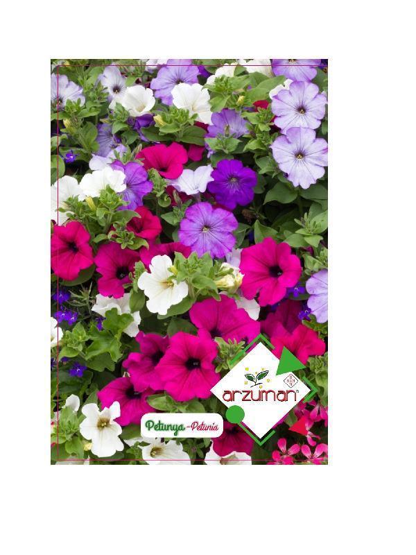 Arzuman Petunya Çiçeği Tohumu  - Image 1