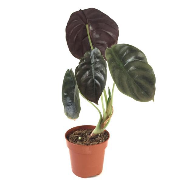 Alocasia Cuprea (Fil Kulağı) - Image 1