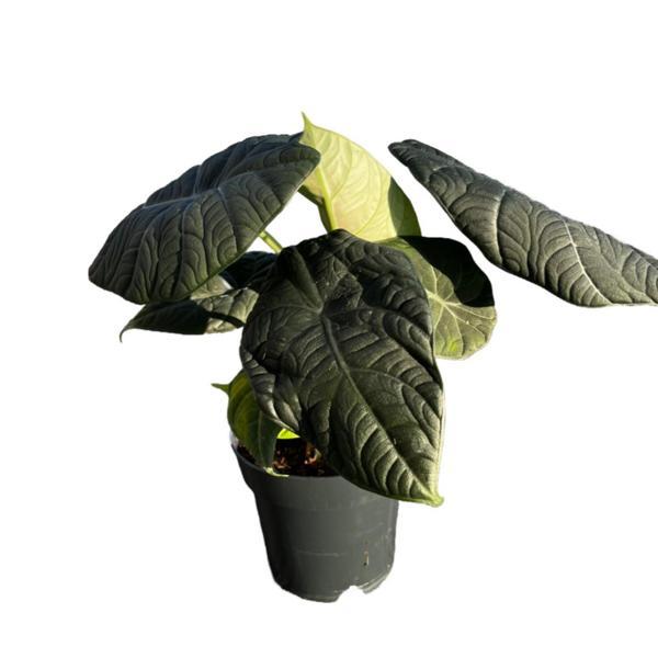 Alocasia Maharani (Fil Kulağı) - Image 1