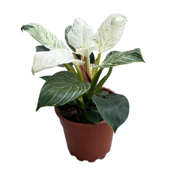 Philodendron 'Birkin' - Image 1
