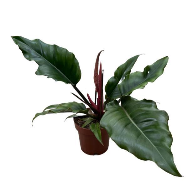 Philodendron 'Caramel' - Image 1