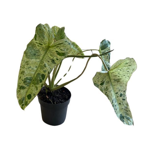 Philodendron 'Paraiso Verde' - Image 1