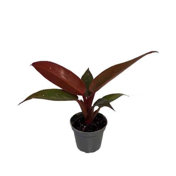 Philodendron 'Red Sun' - Image 1