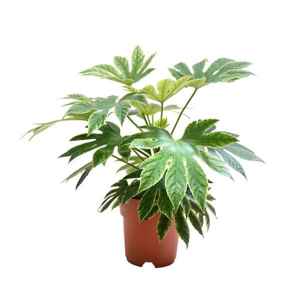 Fatsia Japonica 'Variegata' (Japon Çınarı) - Image 1