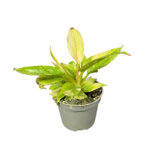 Philodendron 'Ring of Fire' - Image 1