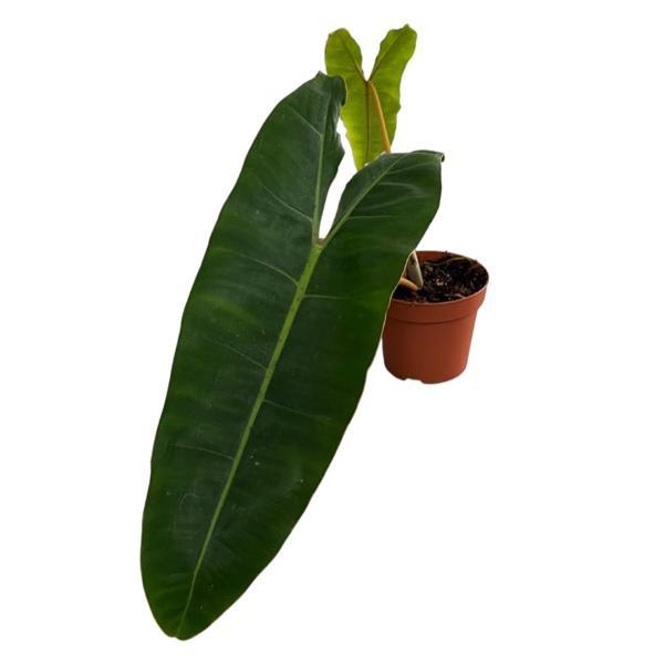 Philodendron Billietiae - Image 1