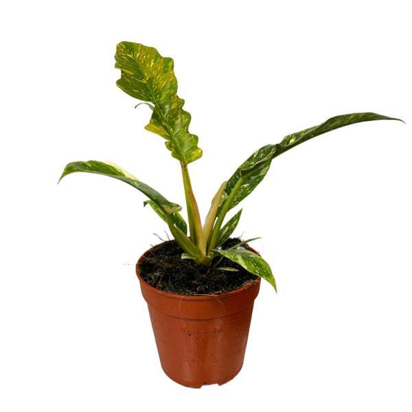 Philodendron 'Ring of Fire' - Image 1