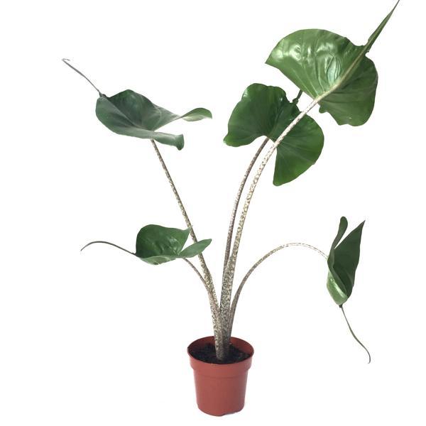 Alocasia Macrorrhiza 'Stingray' (Fil Kulağı) Ø12 CM Y45-50 CM - Image 1