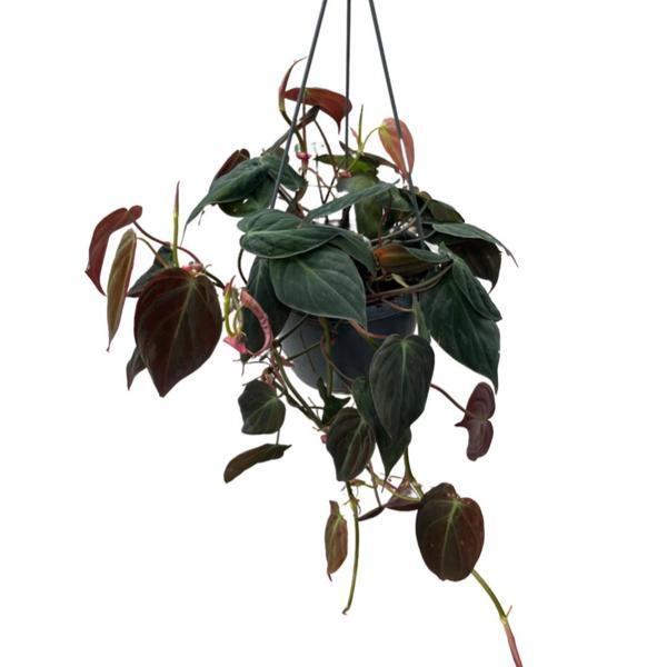 Philodendron Micans - Image 1