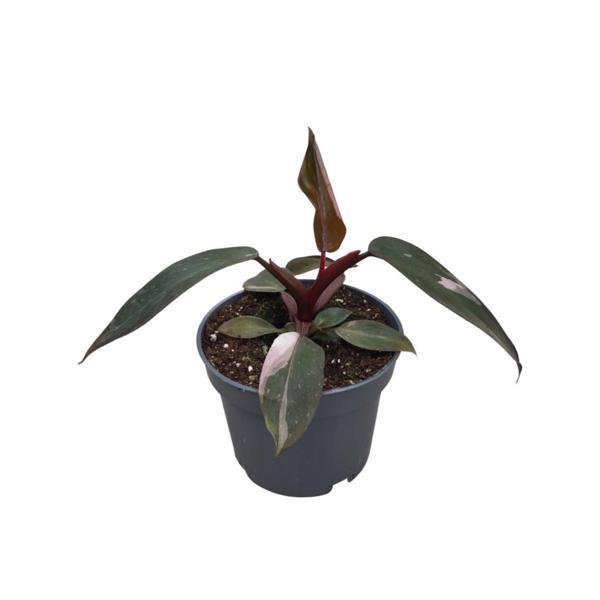 Philodendron 'Pink Princess' - Image 1