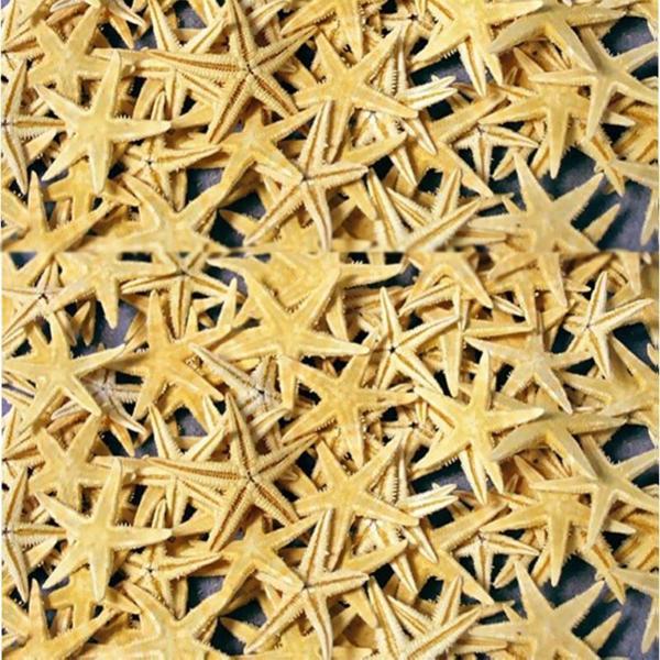 Naturel Deniz Yıldızı Minik Boy  1.5 Cm -3 Cm (100 Adet)  Natural - Image 1