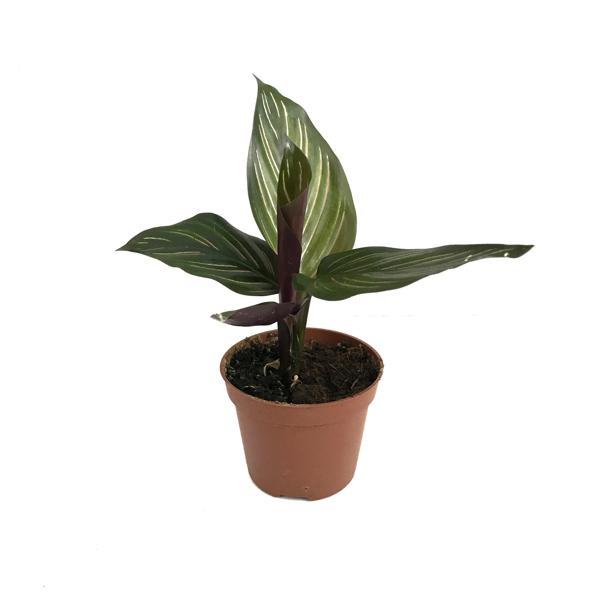 Calathea 'Beauty Star' (Dua Çiçeği) - Image 1