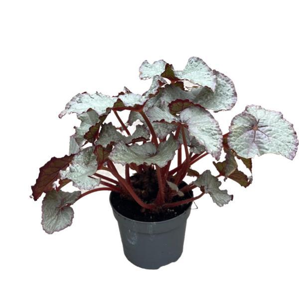 Begonia Rex 'Hawaiian Silver' (Begonya Çiçeği) - Image 1